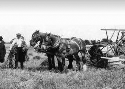Werkpaarden op de LandbouwPost